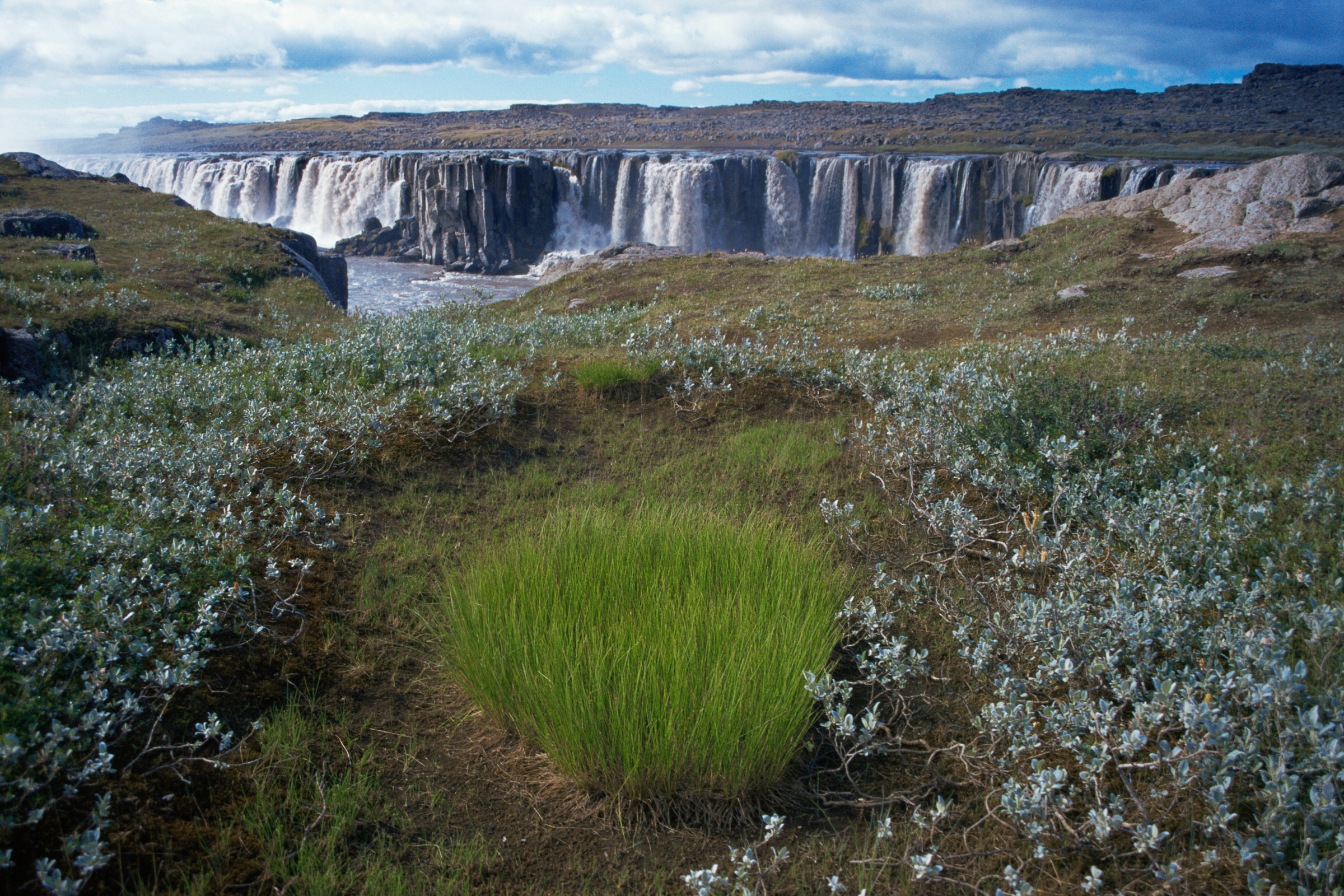 selfoss (4).webp